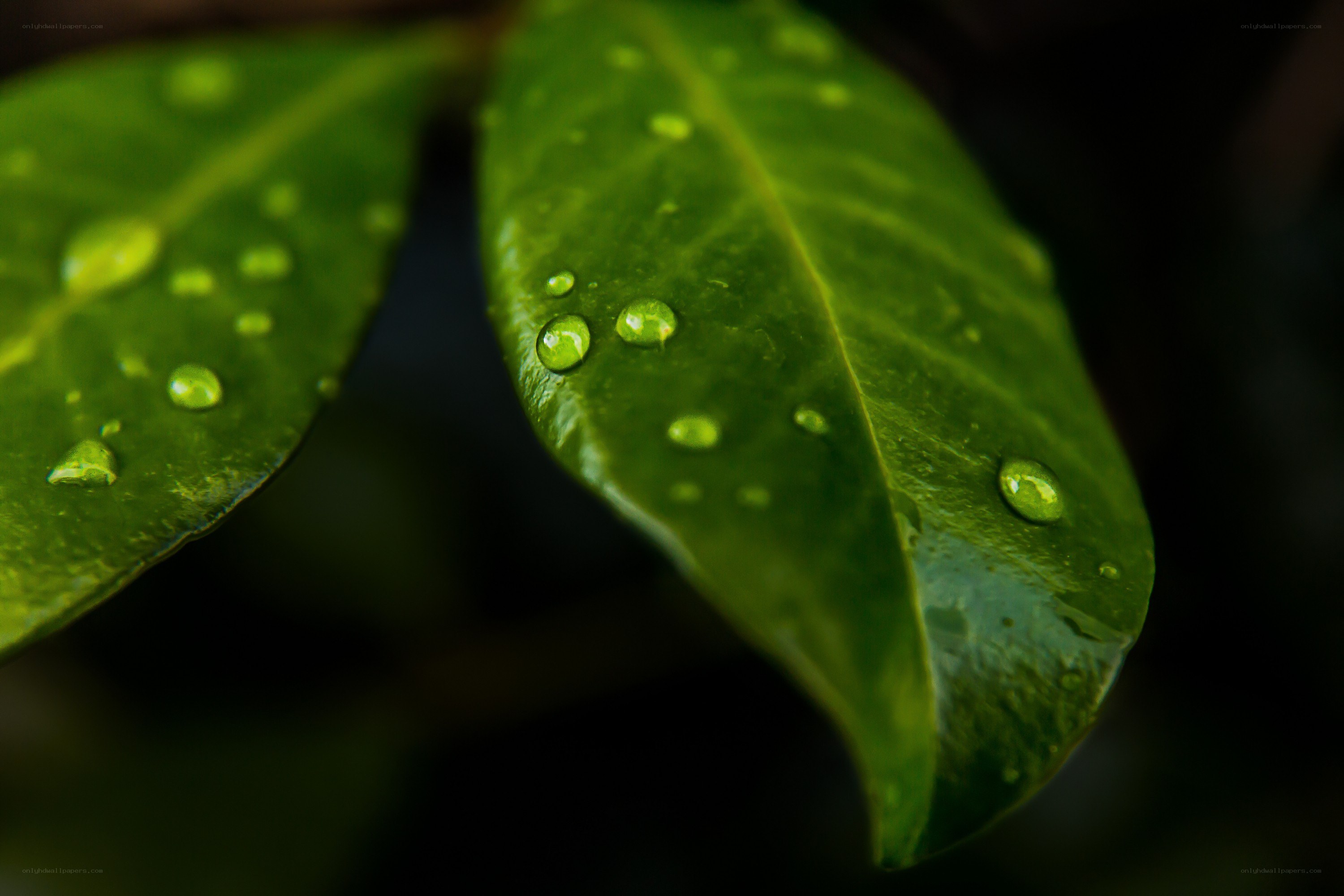 Green leaf with water droplets