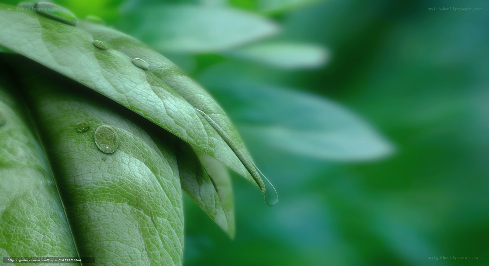 Green leaf with water droplets