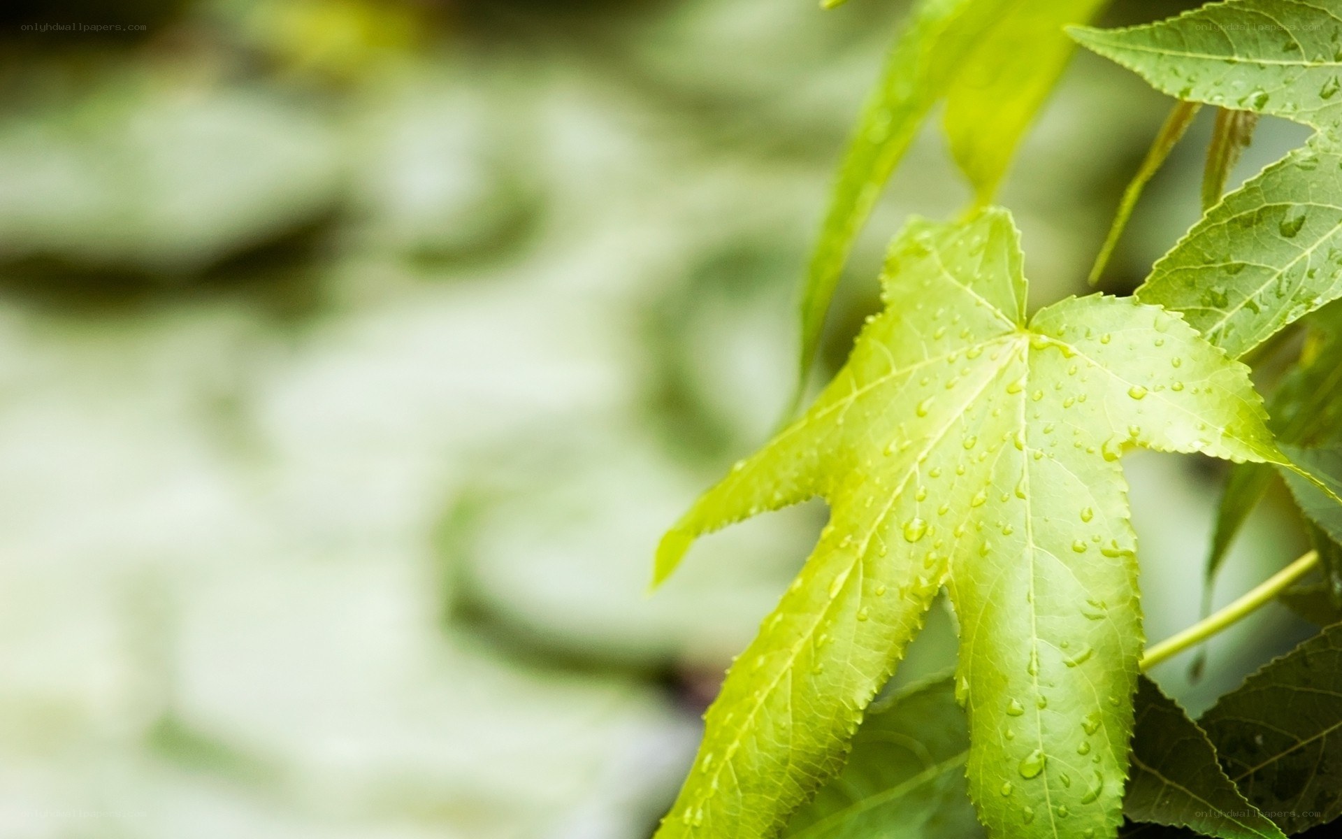 green leaf with water droplets