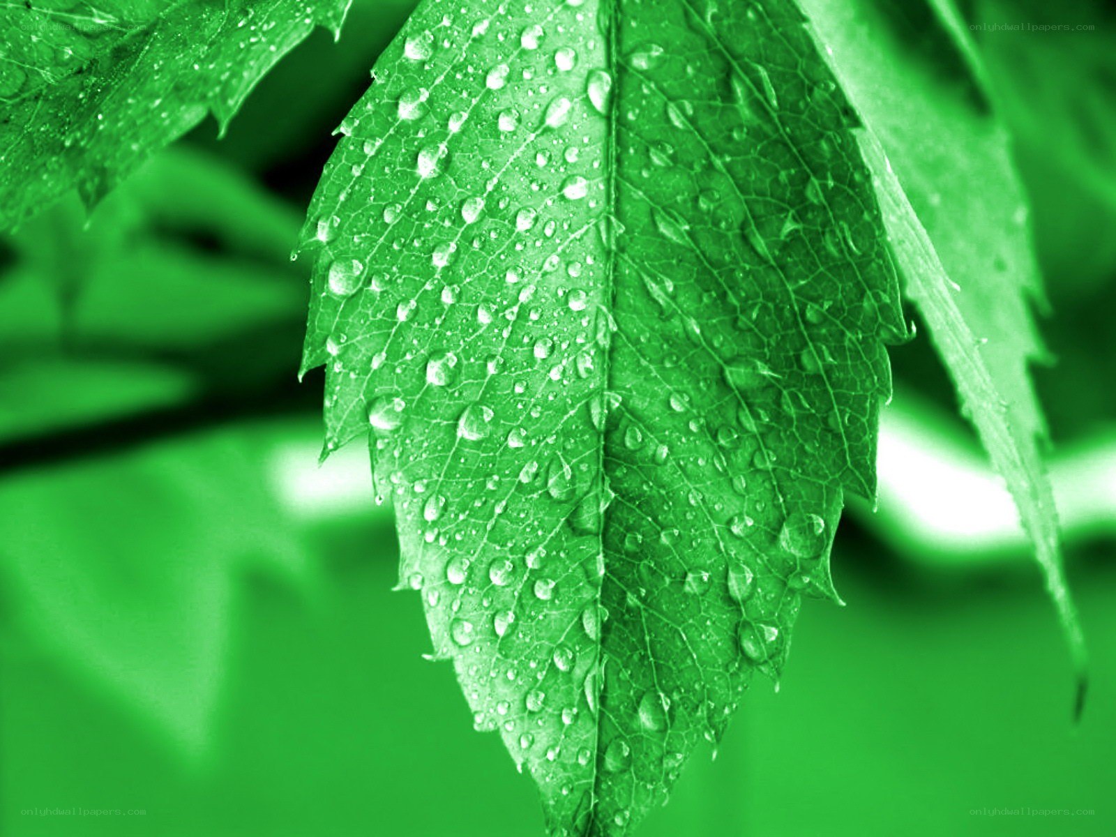 green leaf with water droplets