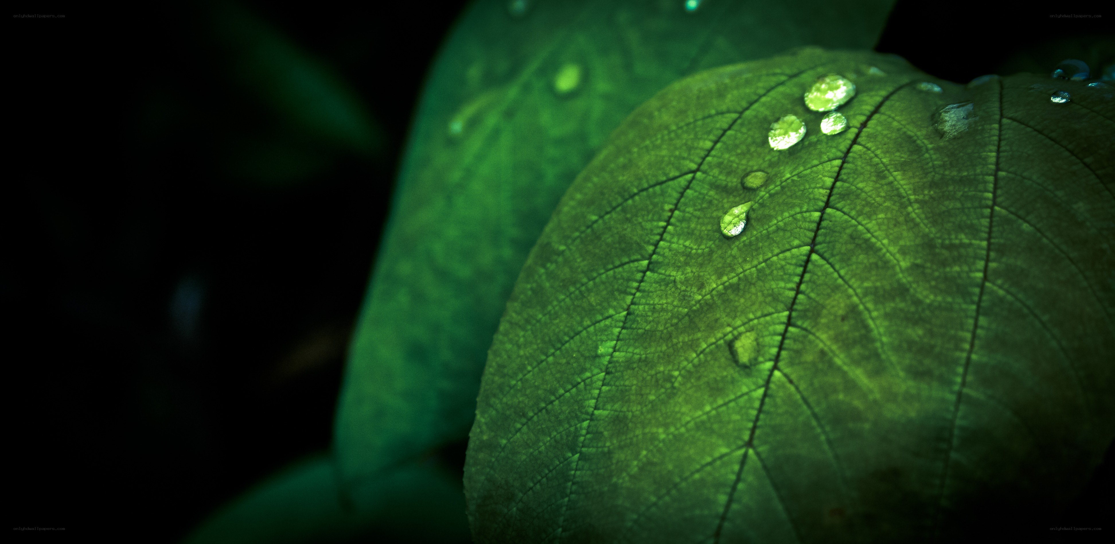 Green leaf with water droplets