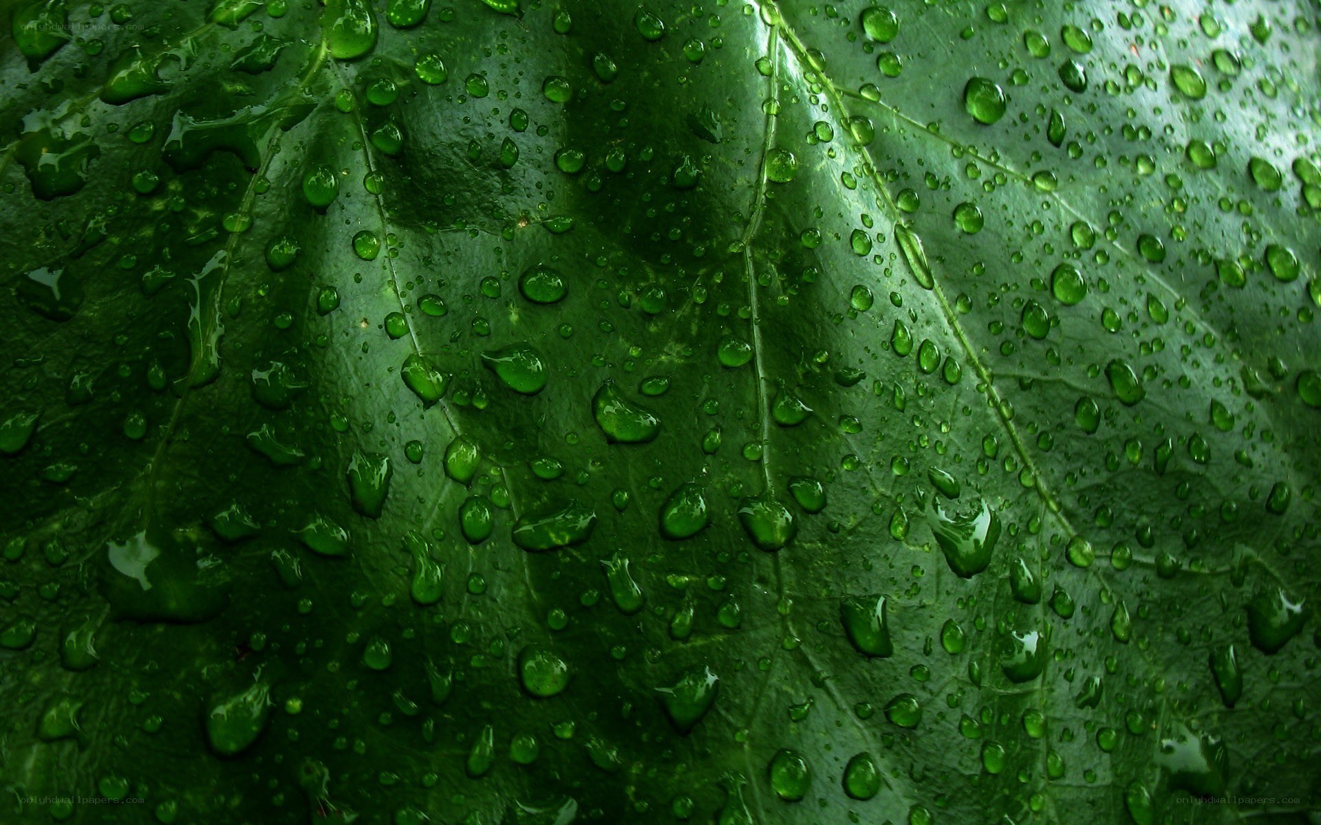 Green leaf with water droplets