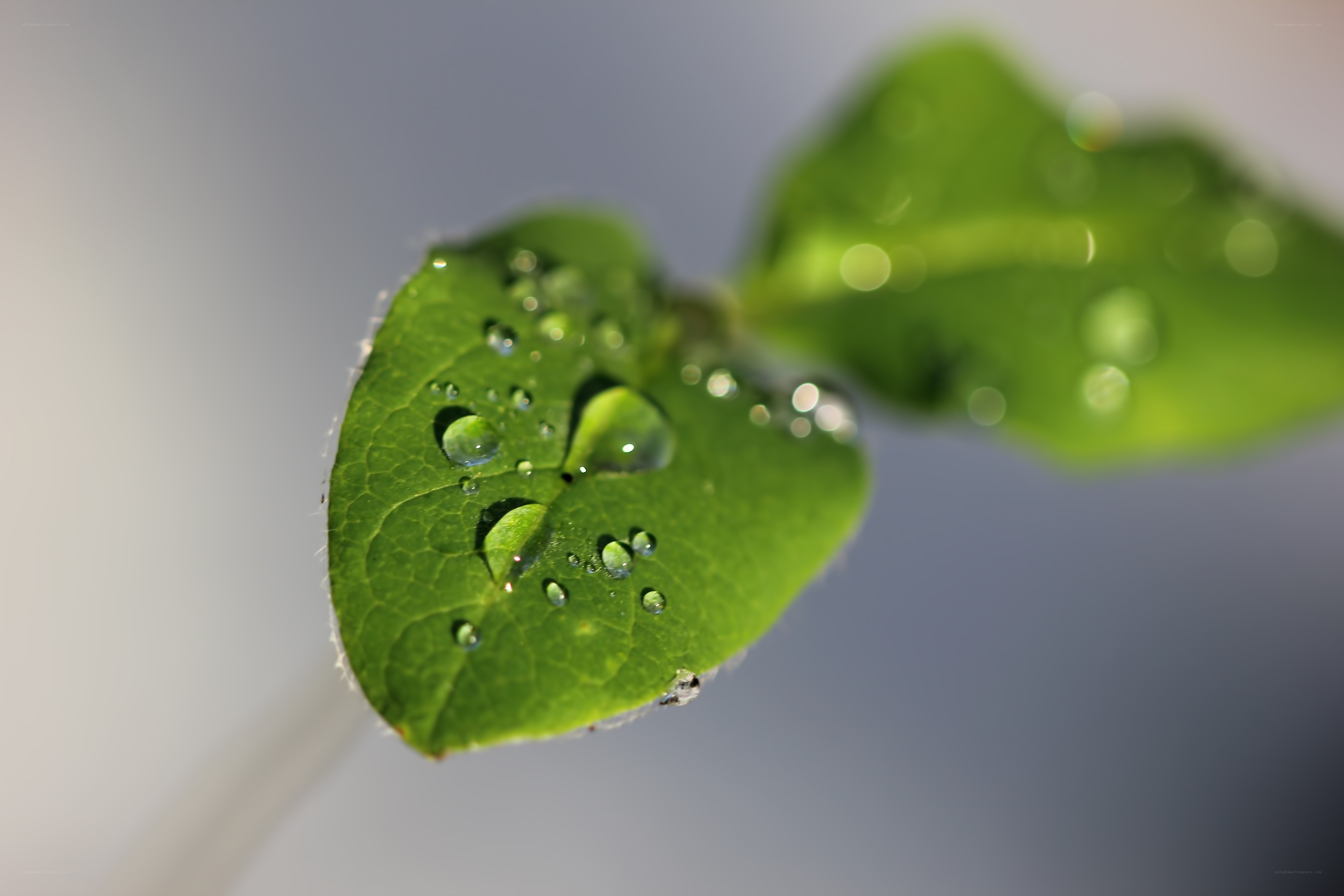 Green leaf with water droplets