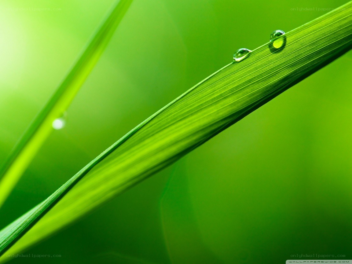 Green leaf with water droplets
