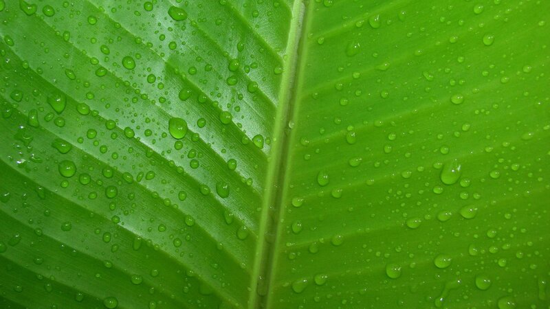 green leaf with water droplets