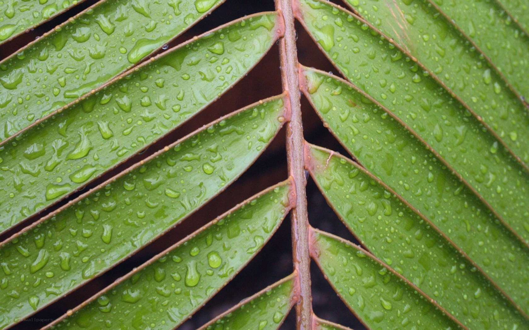 green leaf with water droplets