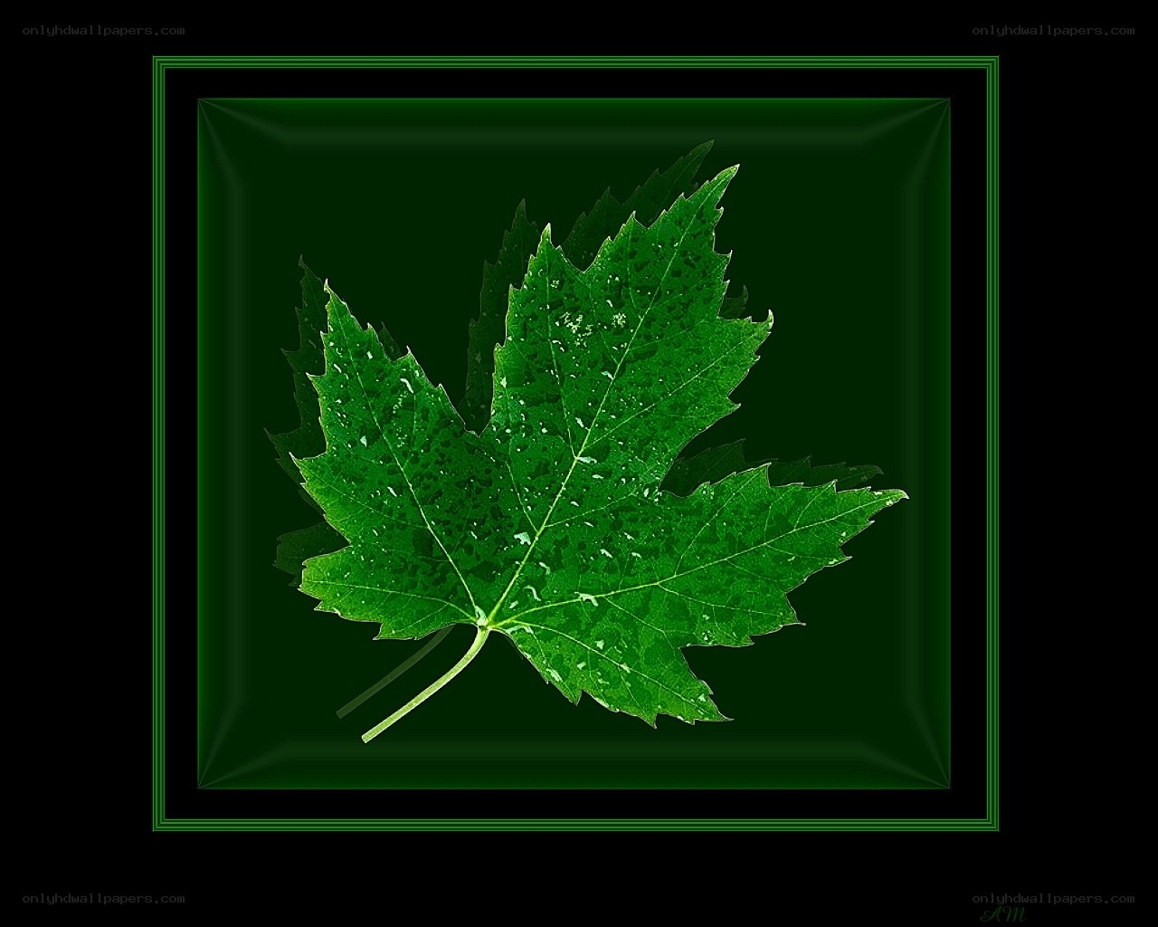 green leaf with water droplets