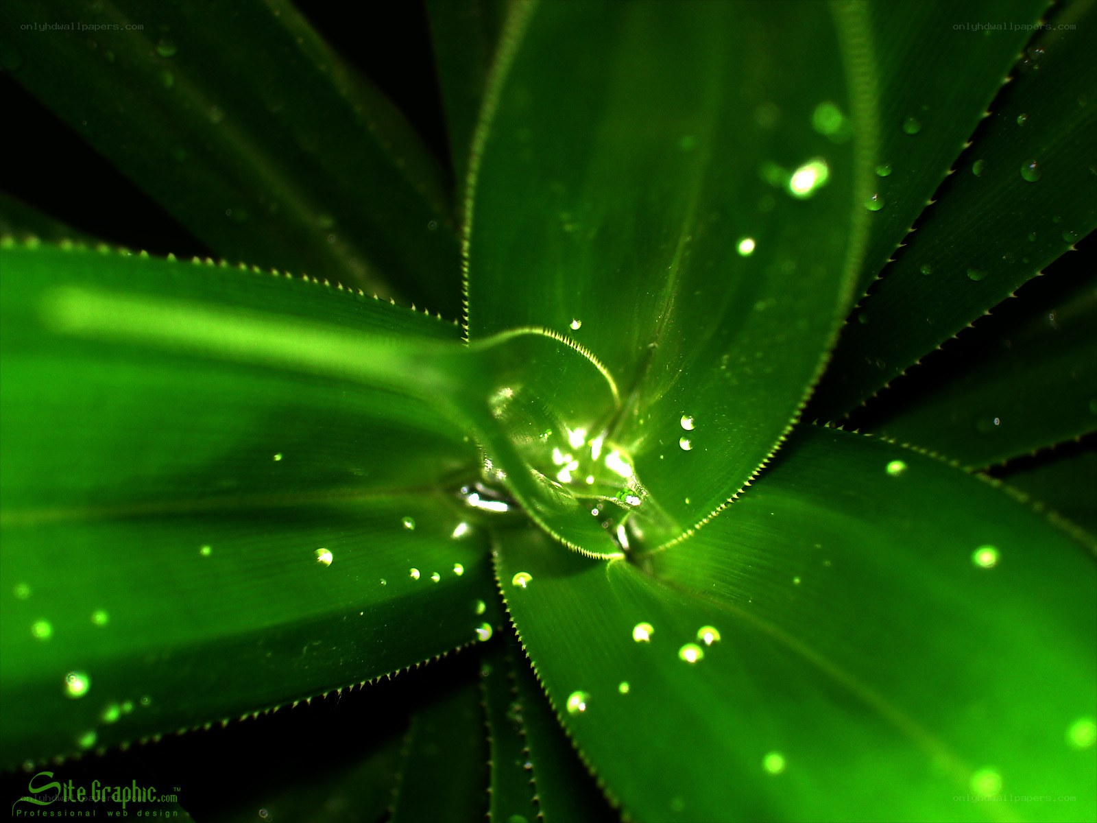 Green leaf with water droplets