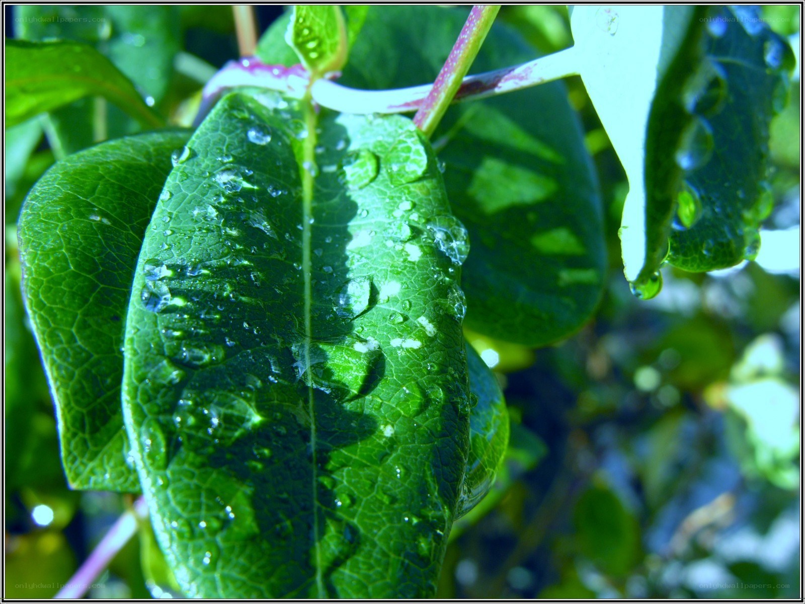 Green leaf with water droplets
