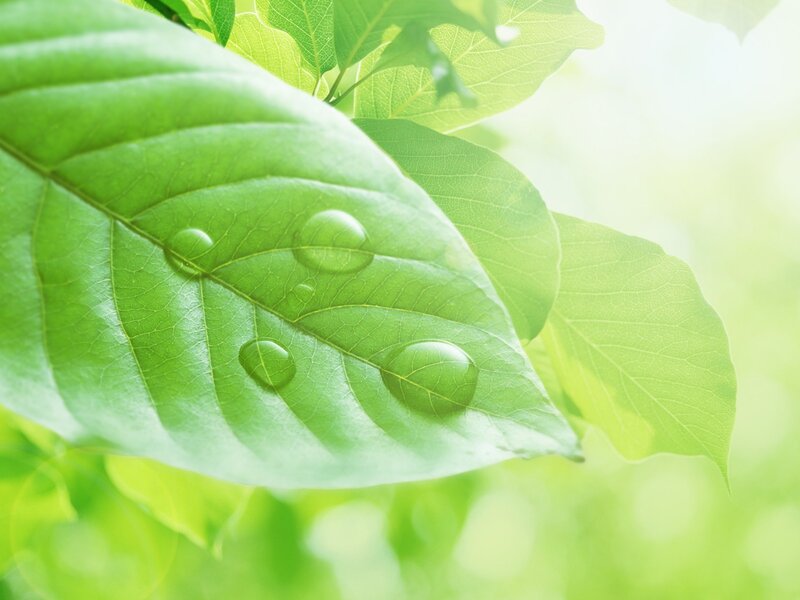 Green leaf with water droplets
