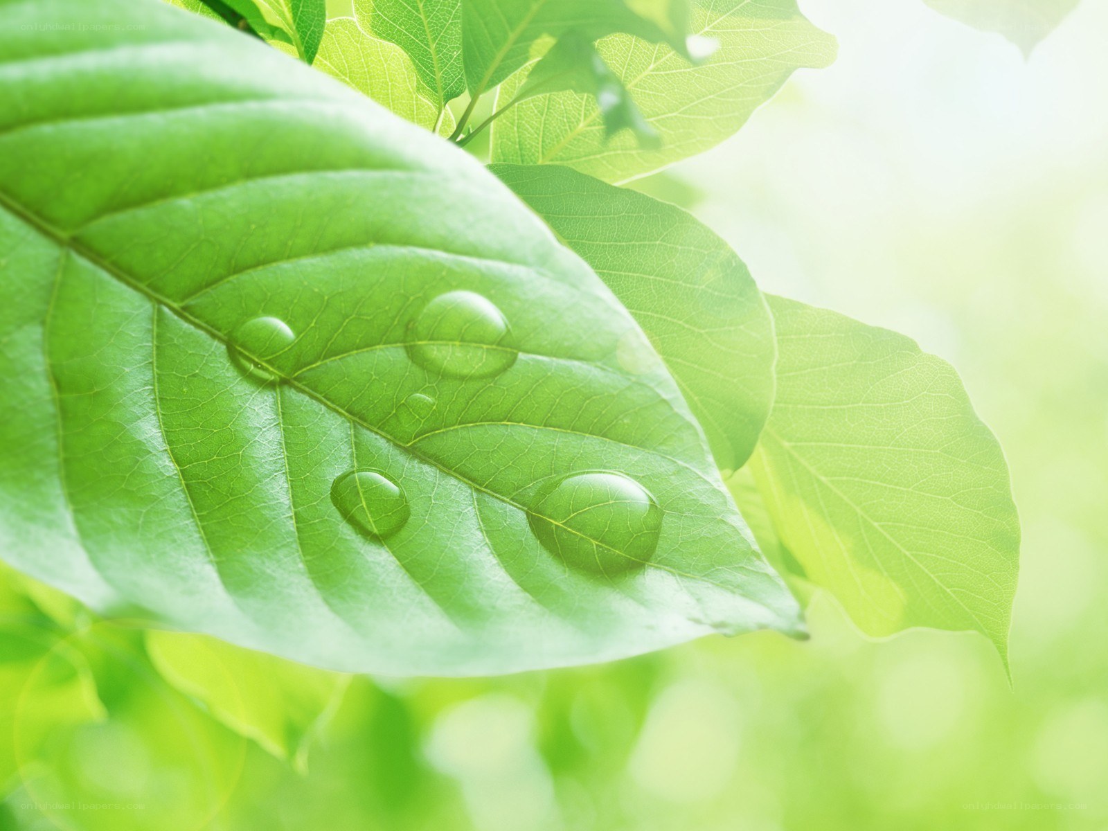 Green leaf with water droplets