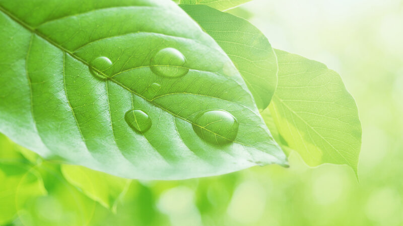 Green leaf with water droplets