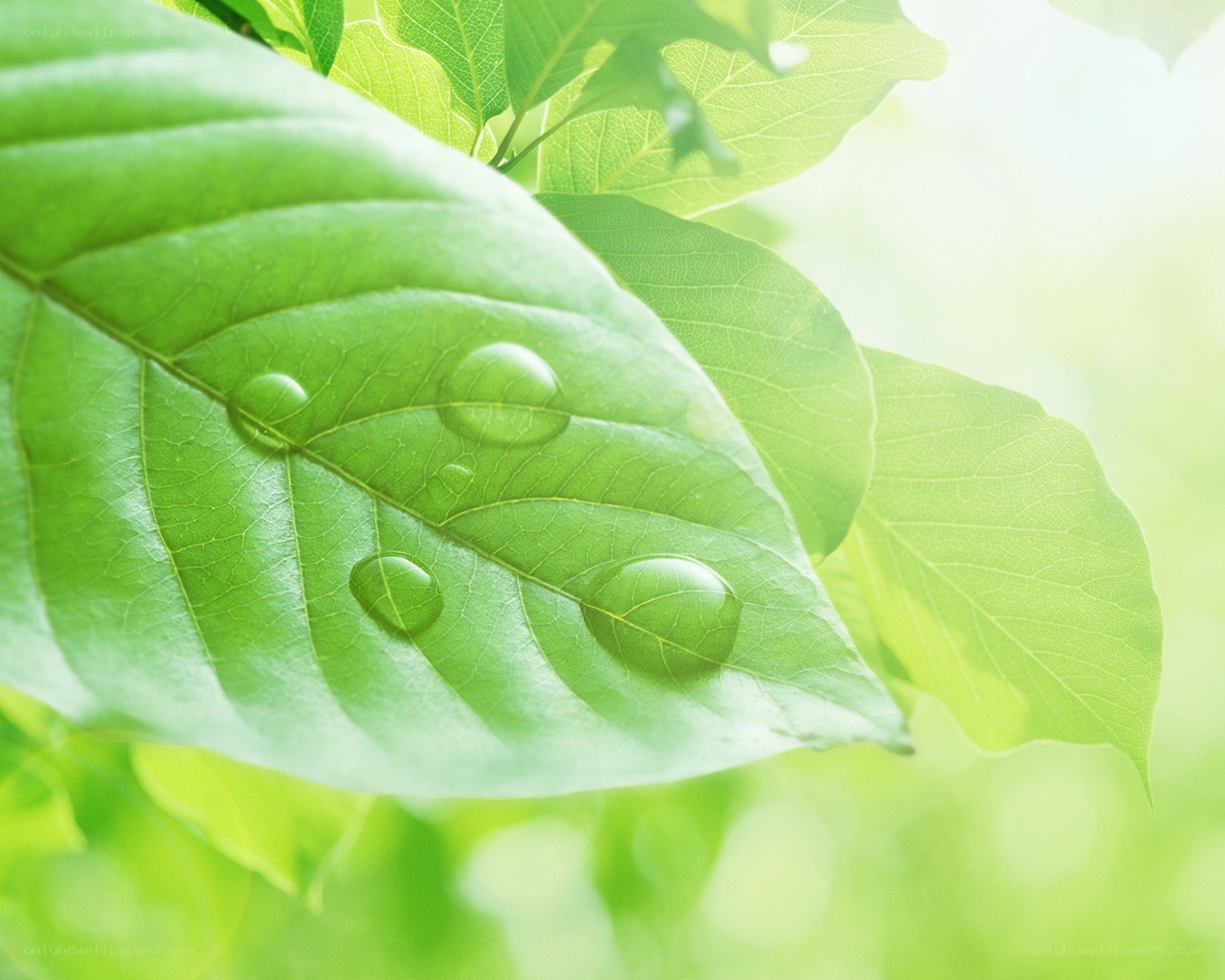 Green leaf with water droplets