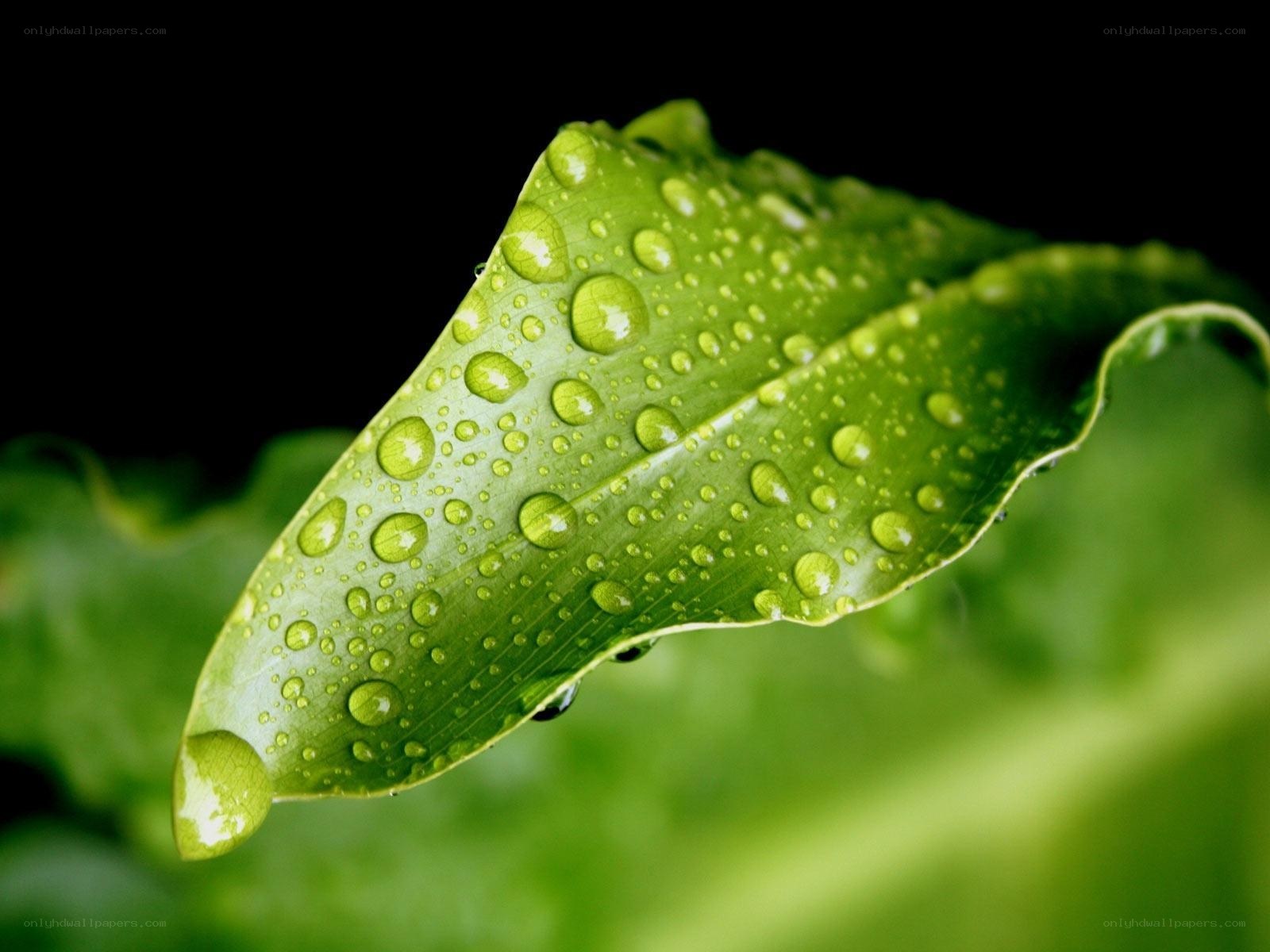 Green leaf with water droplets