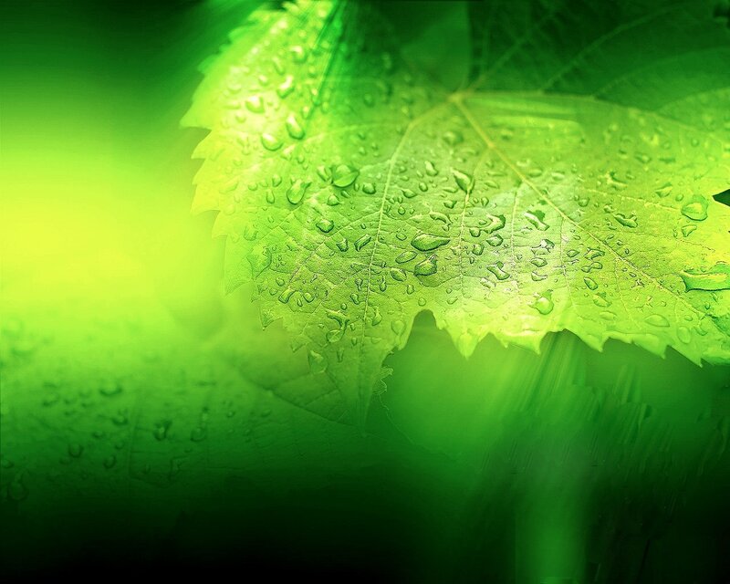 Green leaf with water droplets