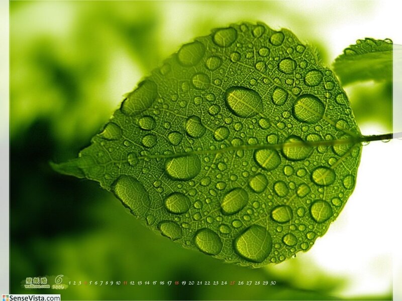 Green leaf with water droplets