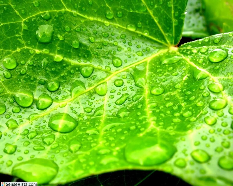 Green leaf with water droplets