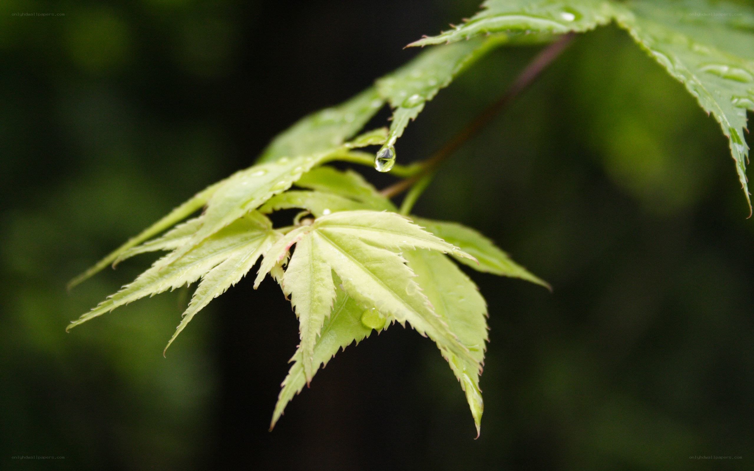 green leaf with water droplets