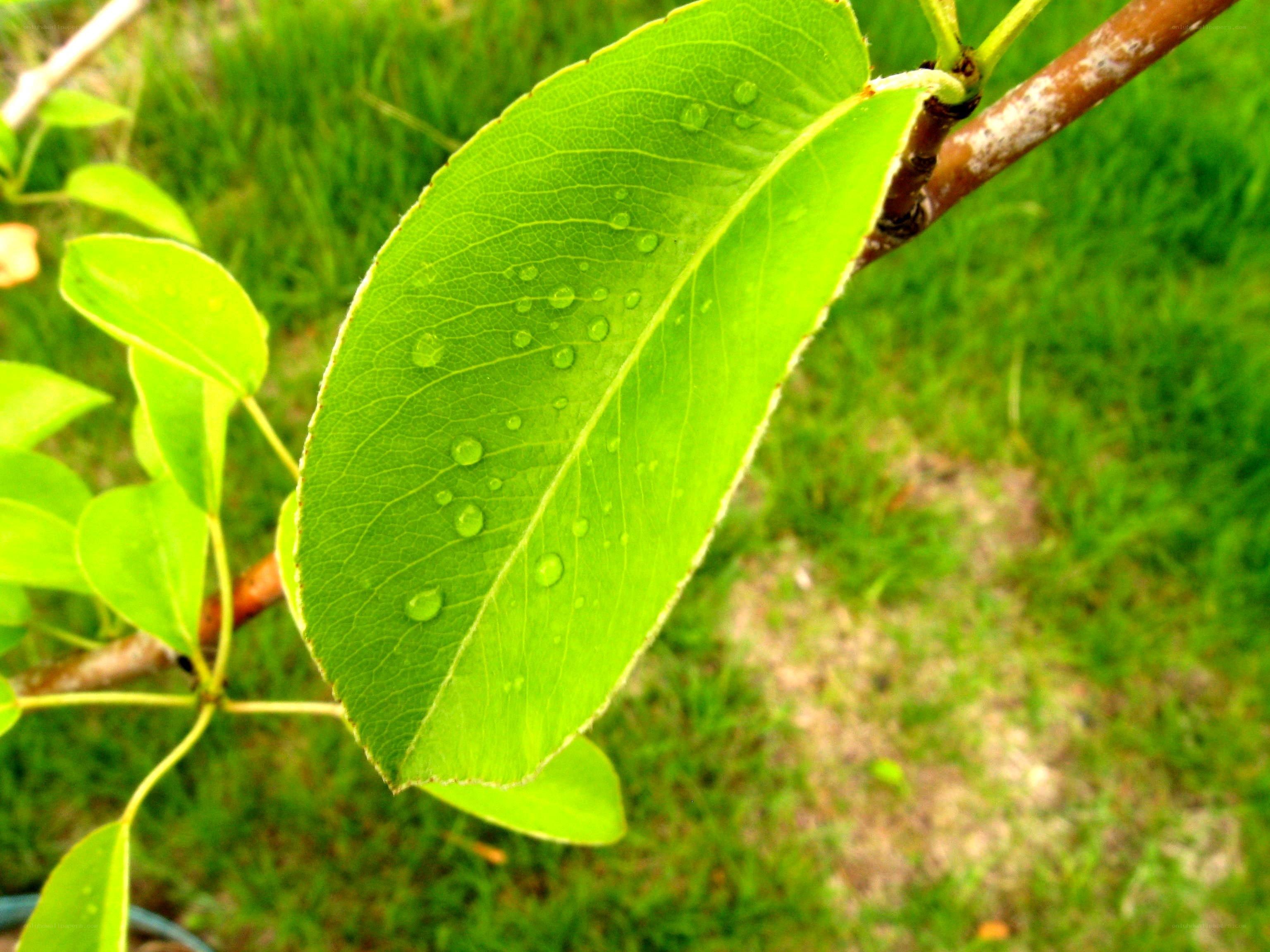 green leaf with water droplets
