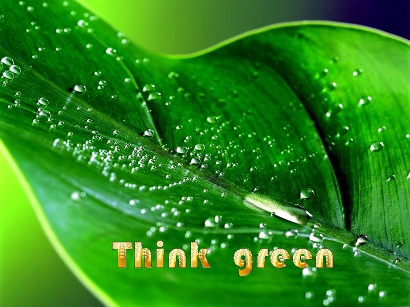 green leaf with water droplets
