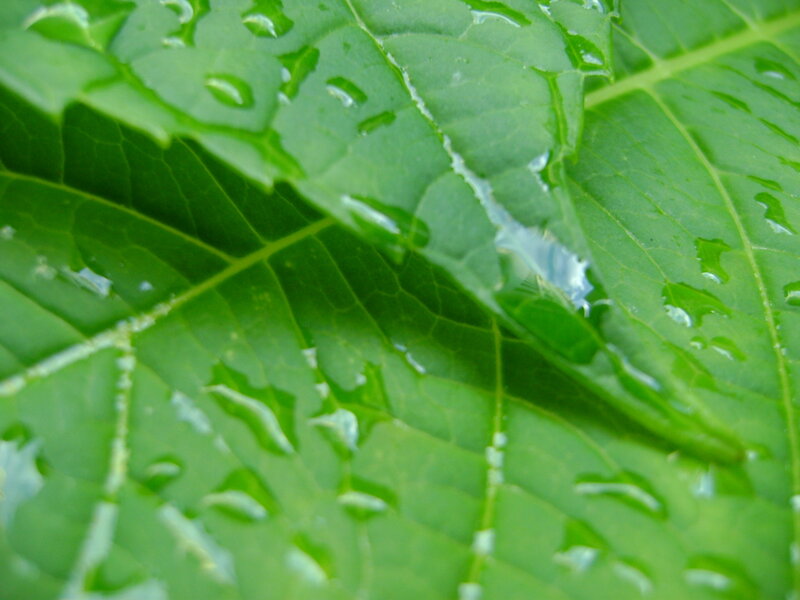 green leaf with water droplets