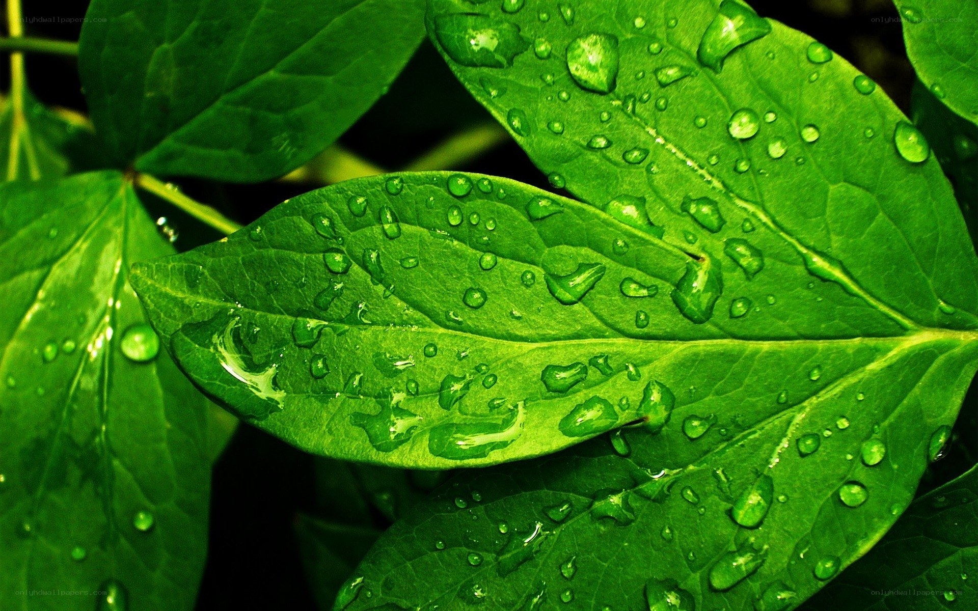 green leaf with water droplets