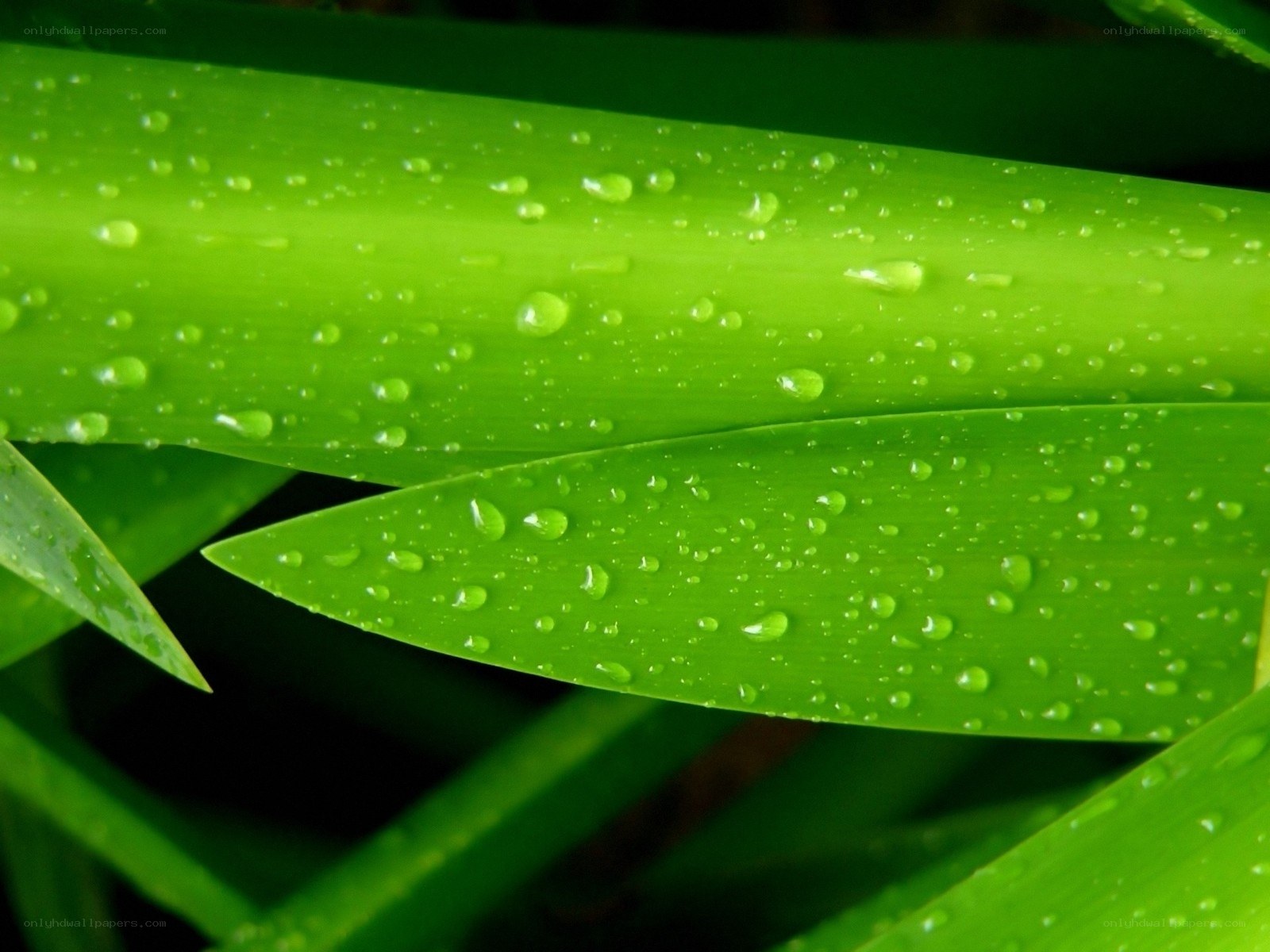 Green leaf with water droplets