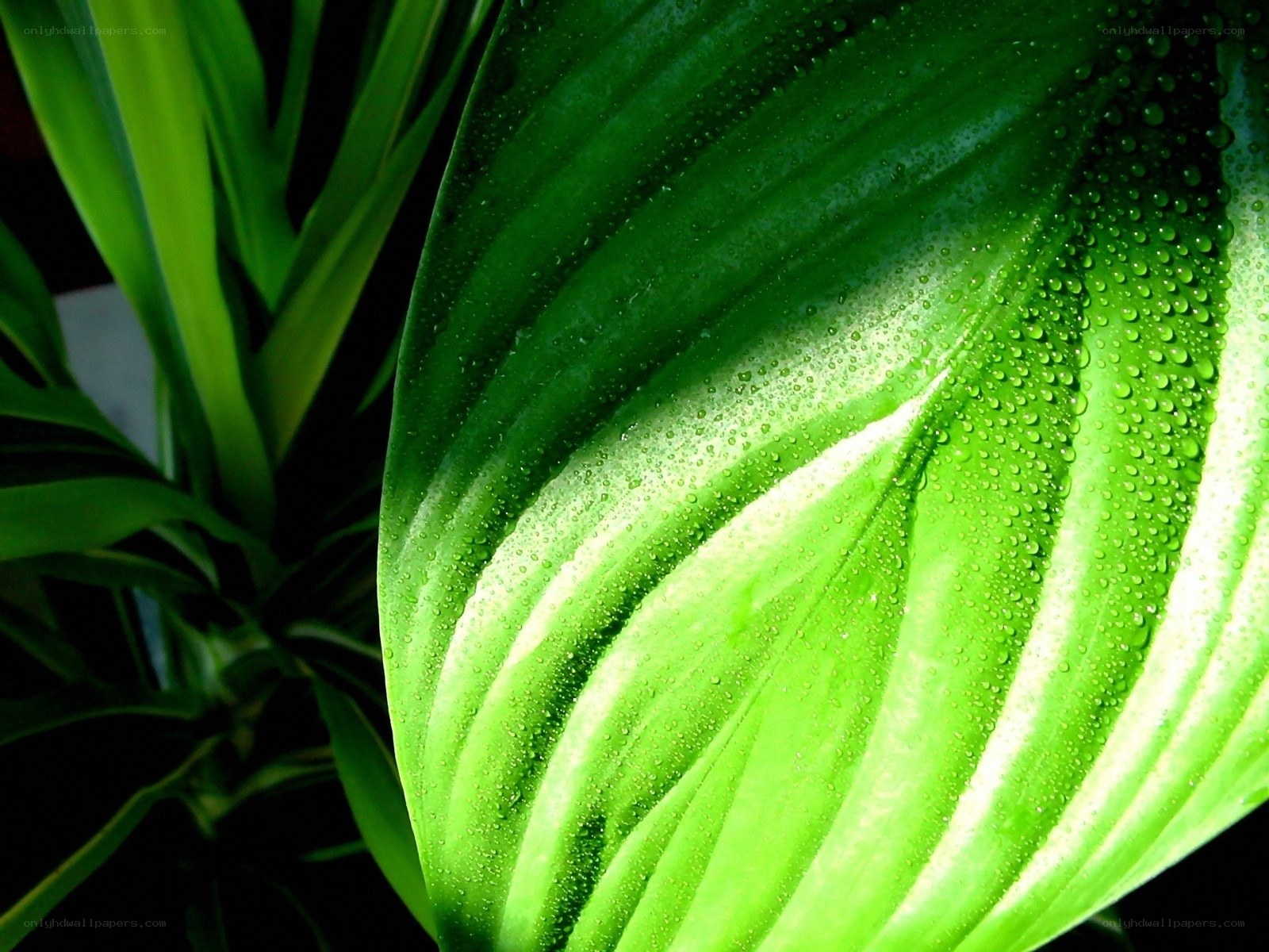 Green leaf with water droplets