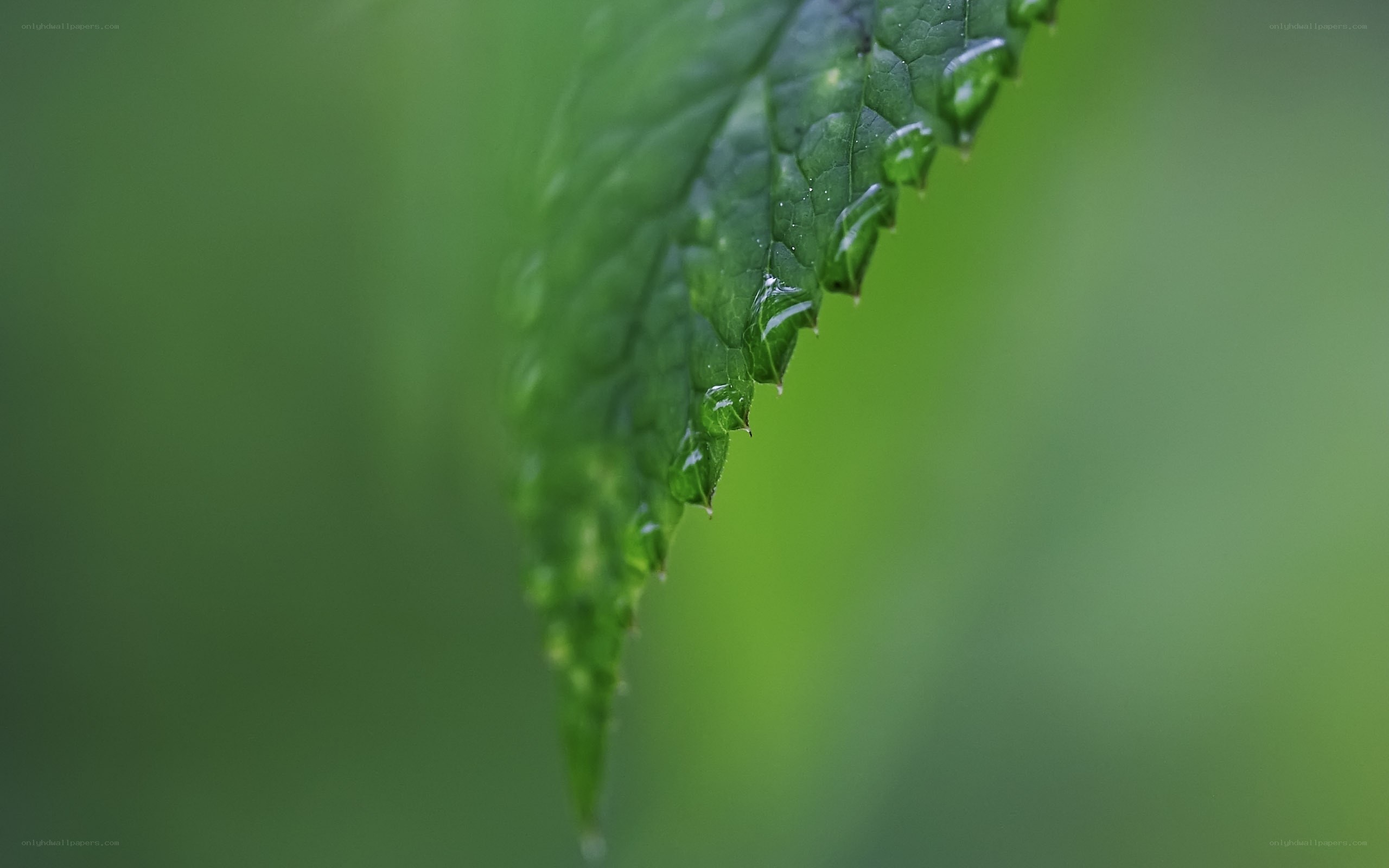 green leaf with water droplets