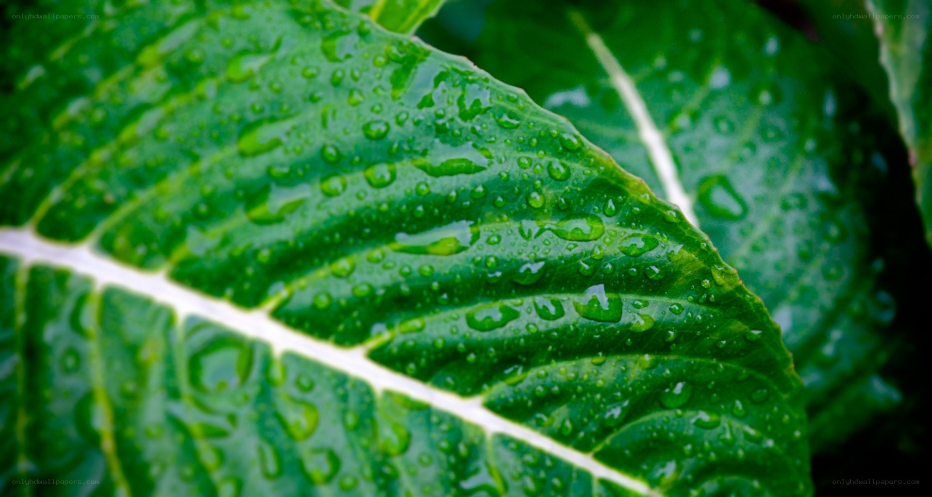 Green leaf with water droplets