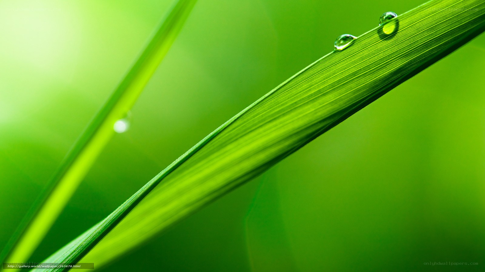 Green leaf with water droplets