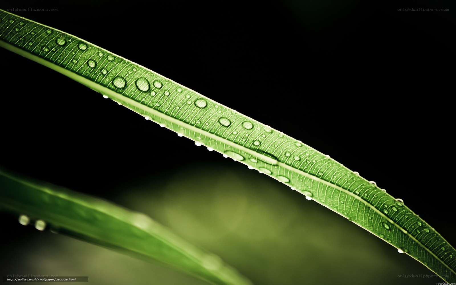 Green leaf with water droplets