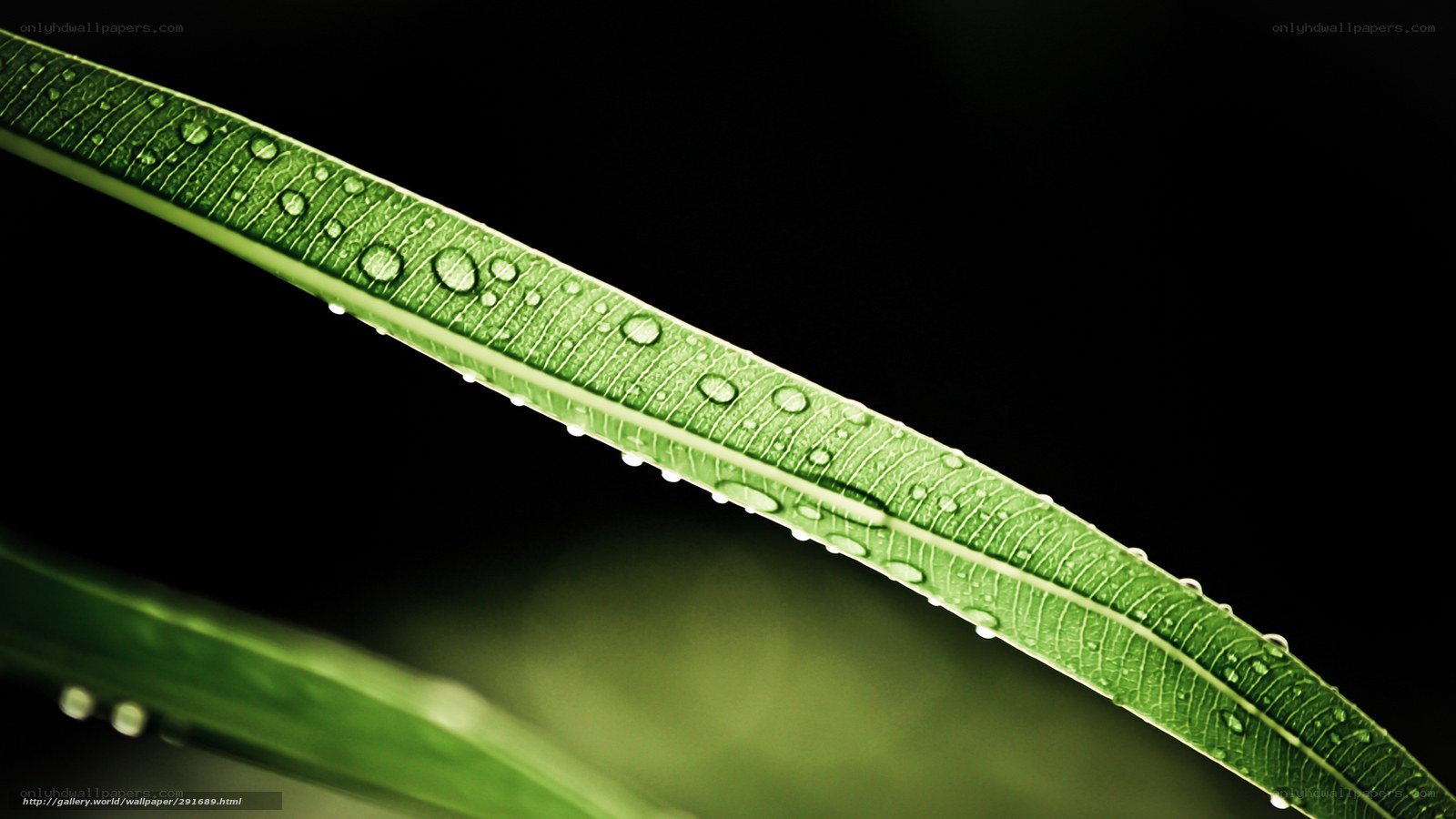 Green leaf with water droplets