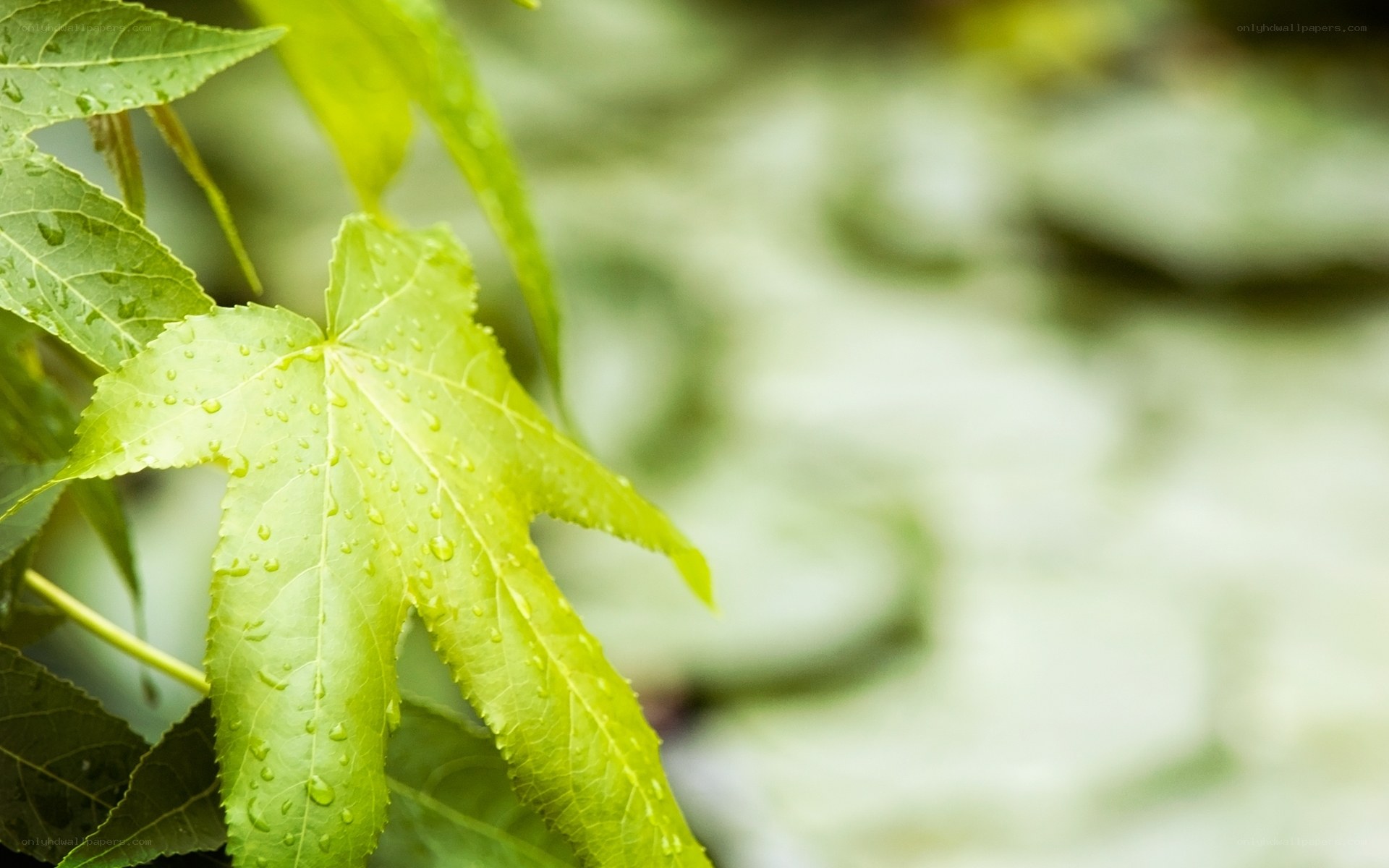 Green leaf with water droplets