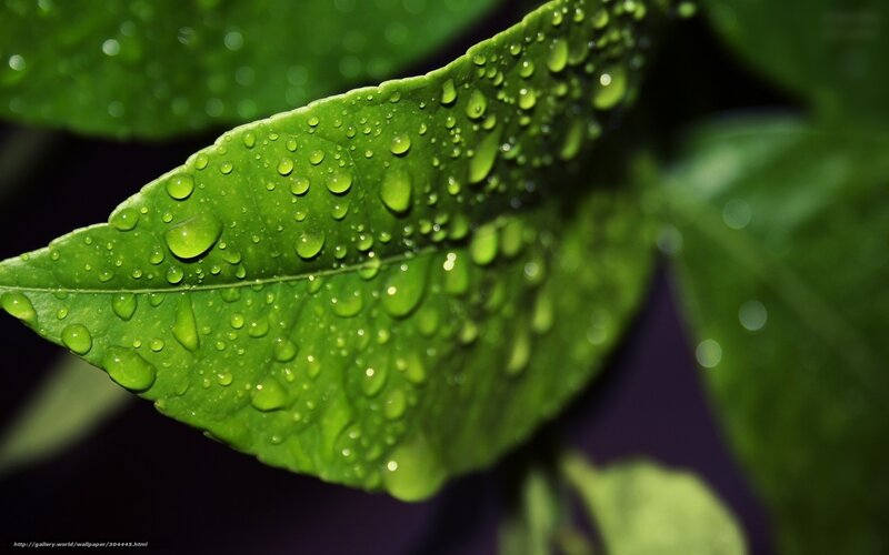 green leaf with water droplets