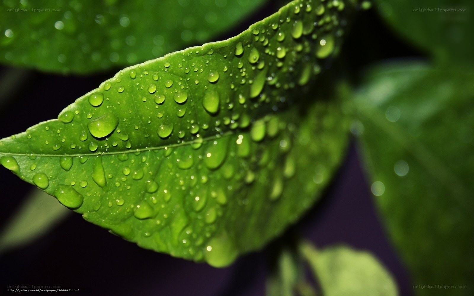 green leaf with water droplets