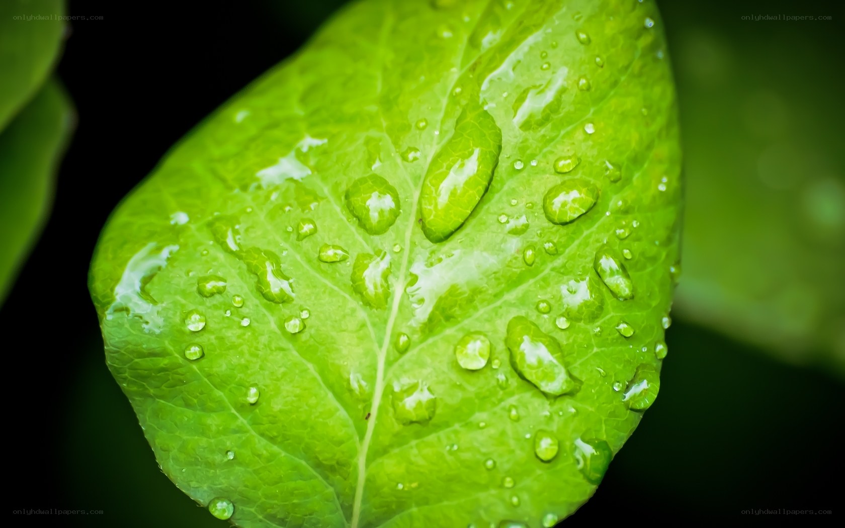 Green leaf with water droplets
