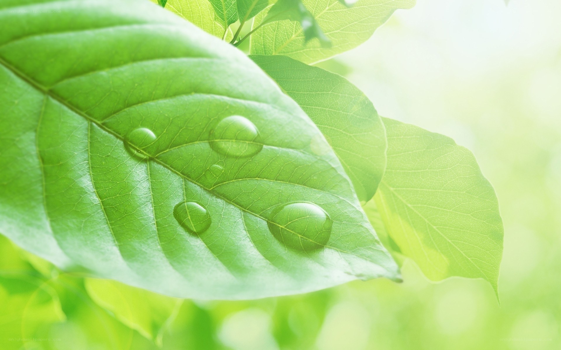 green leaf with water droplets