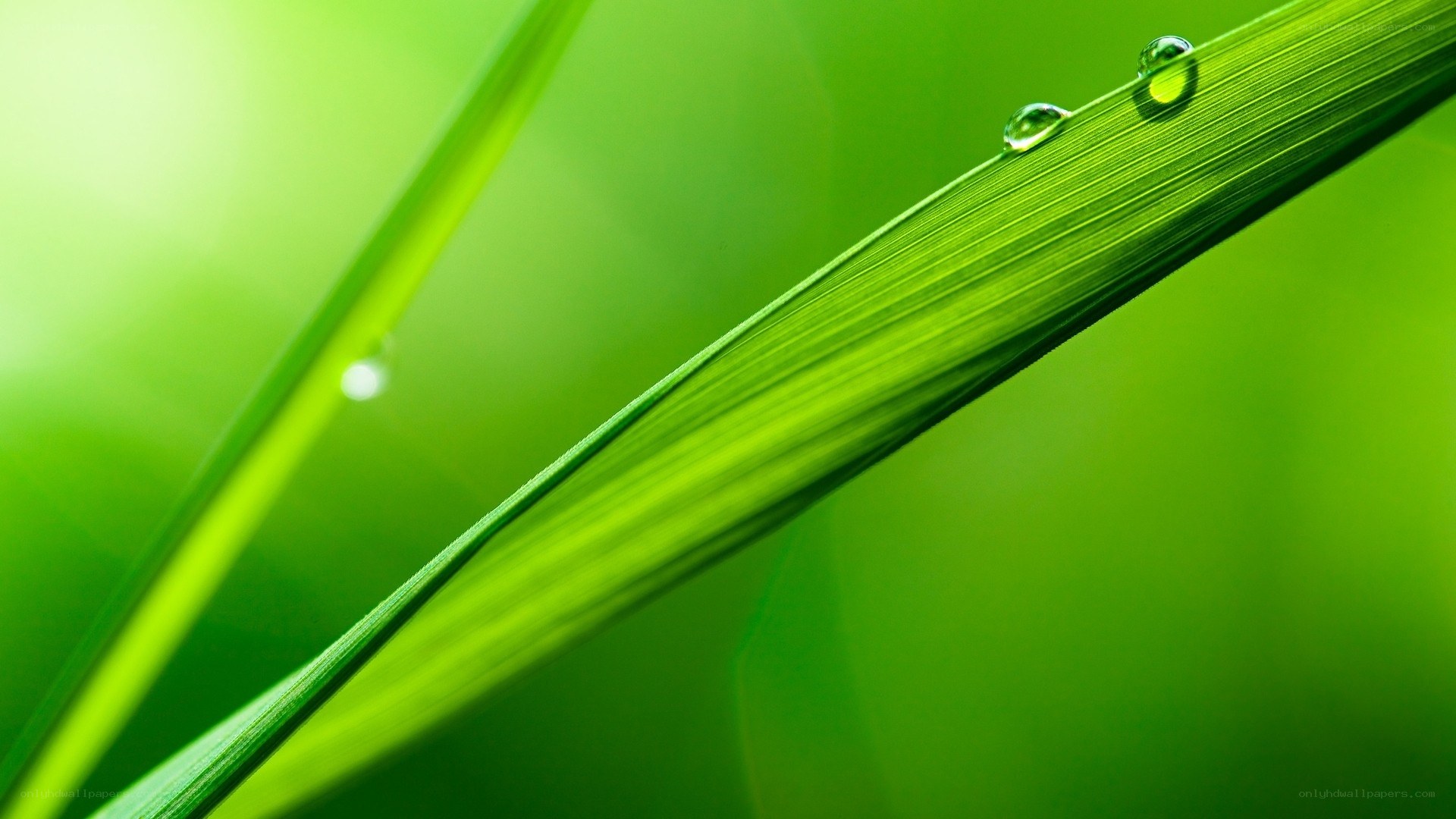 Green leaf with water droplets