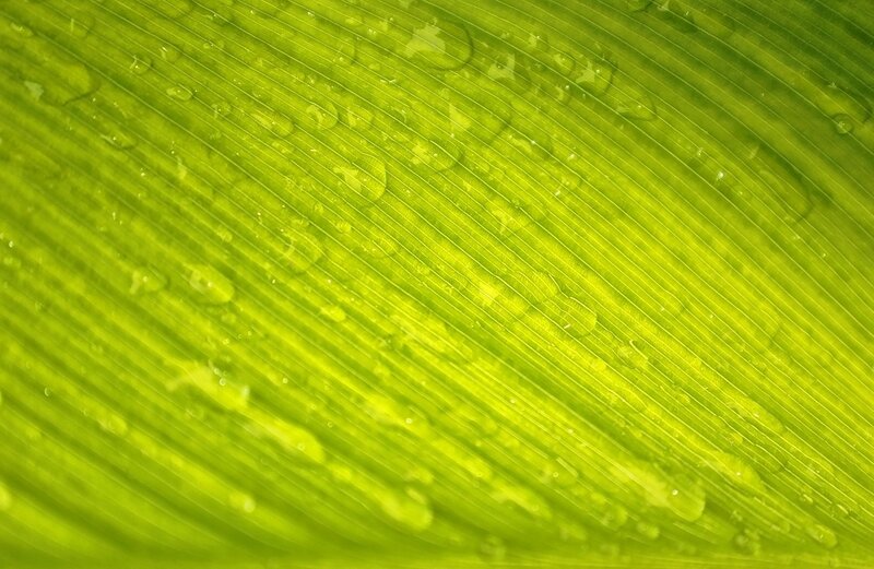 Green leaf with water droplets