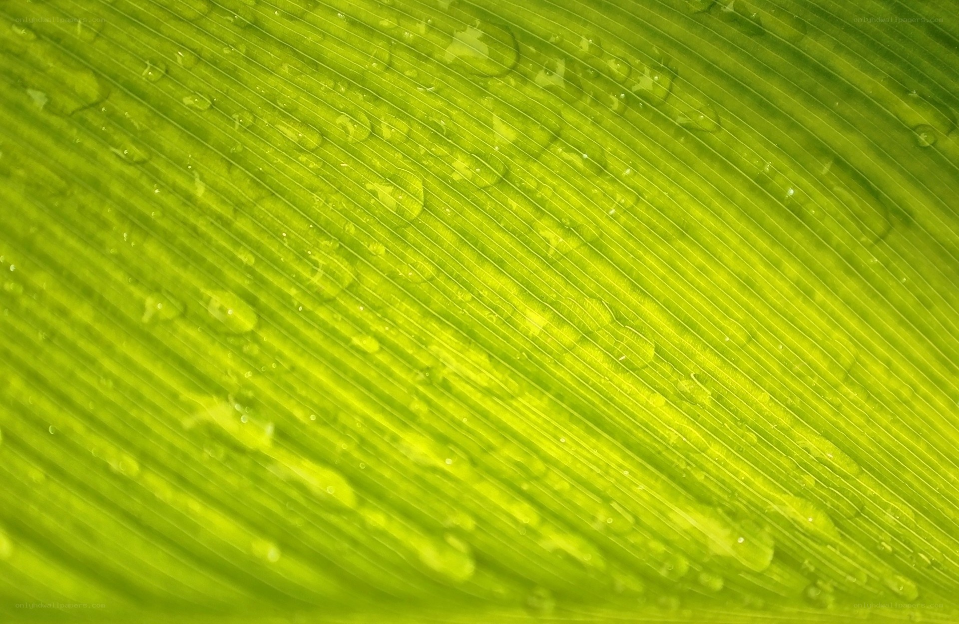 Green leaf with water droplets