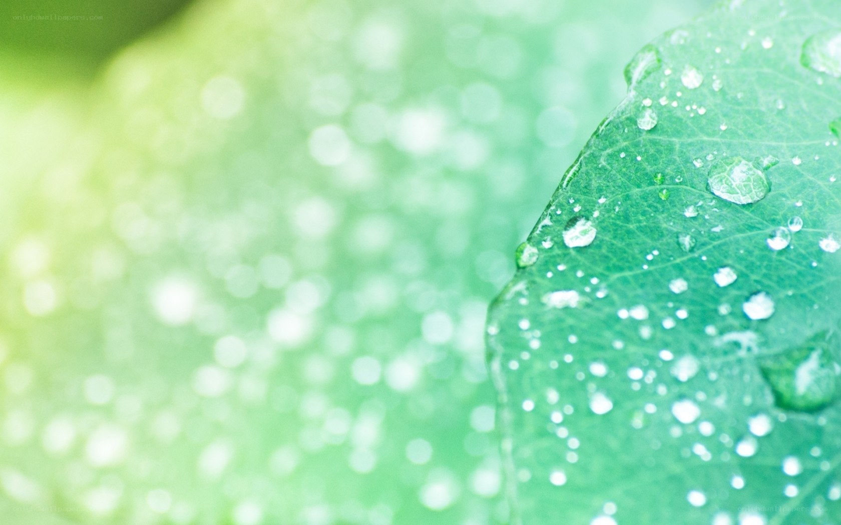 Green leaf with water droplets