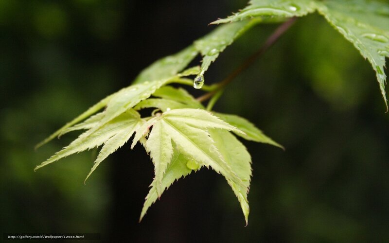 Green leaf with water droplets