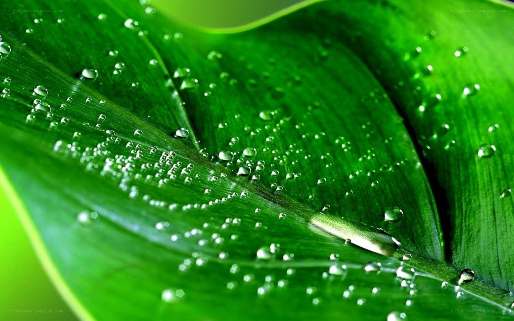 Green leaf with water droplets
