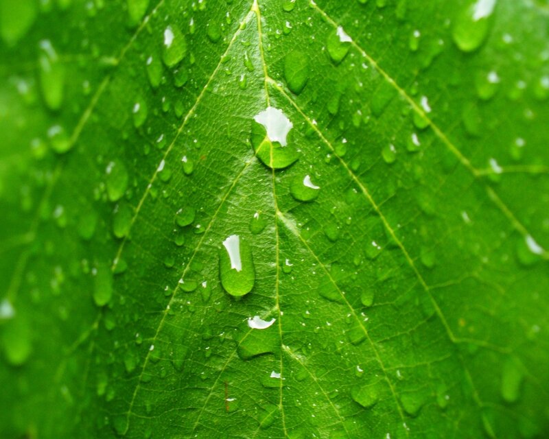 Green leaf with water droplets