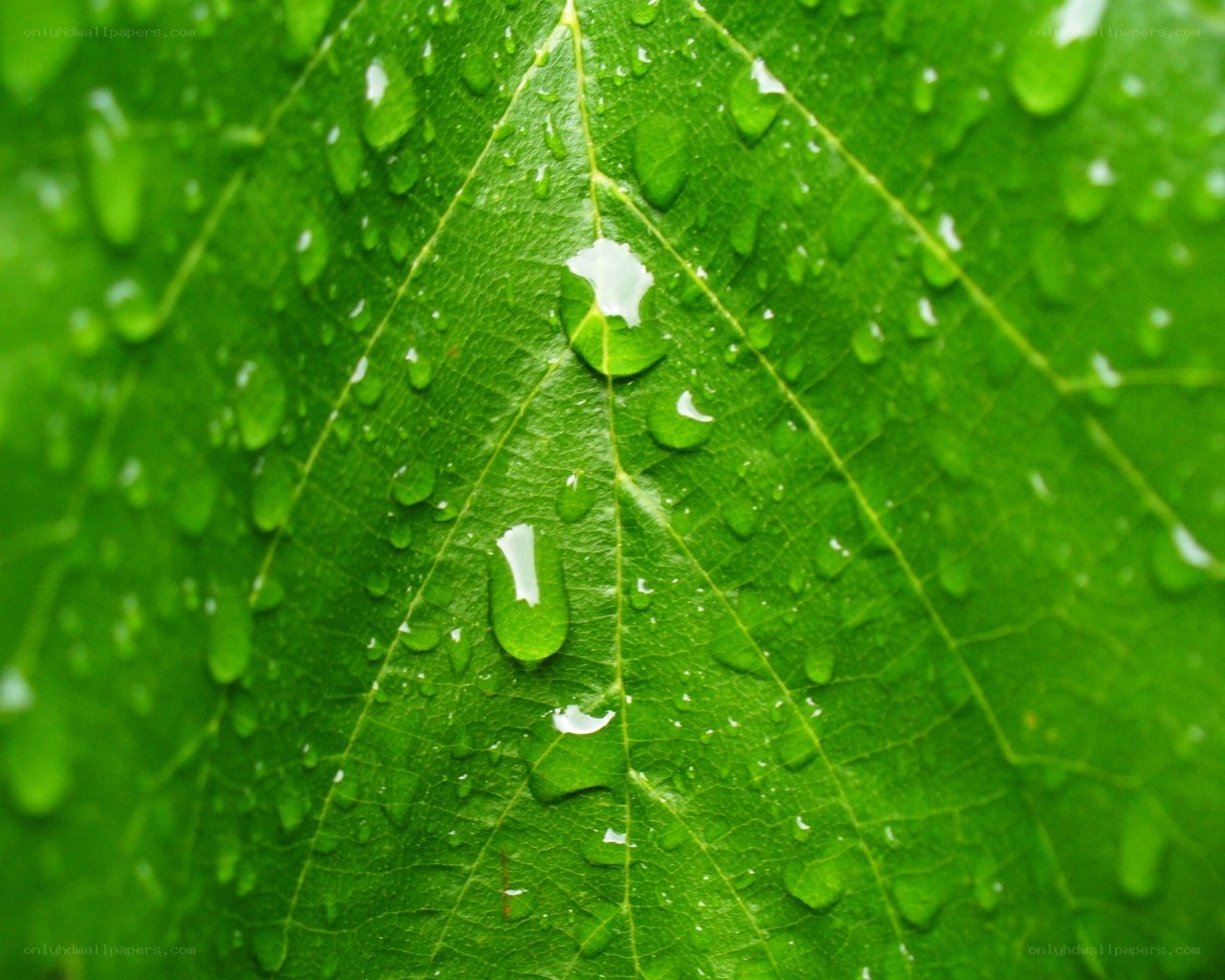 Green leaf with water droplets