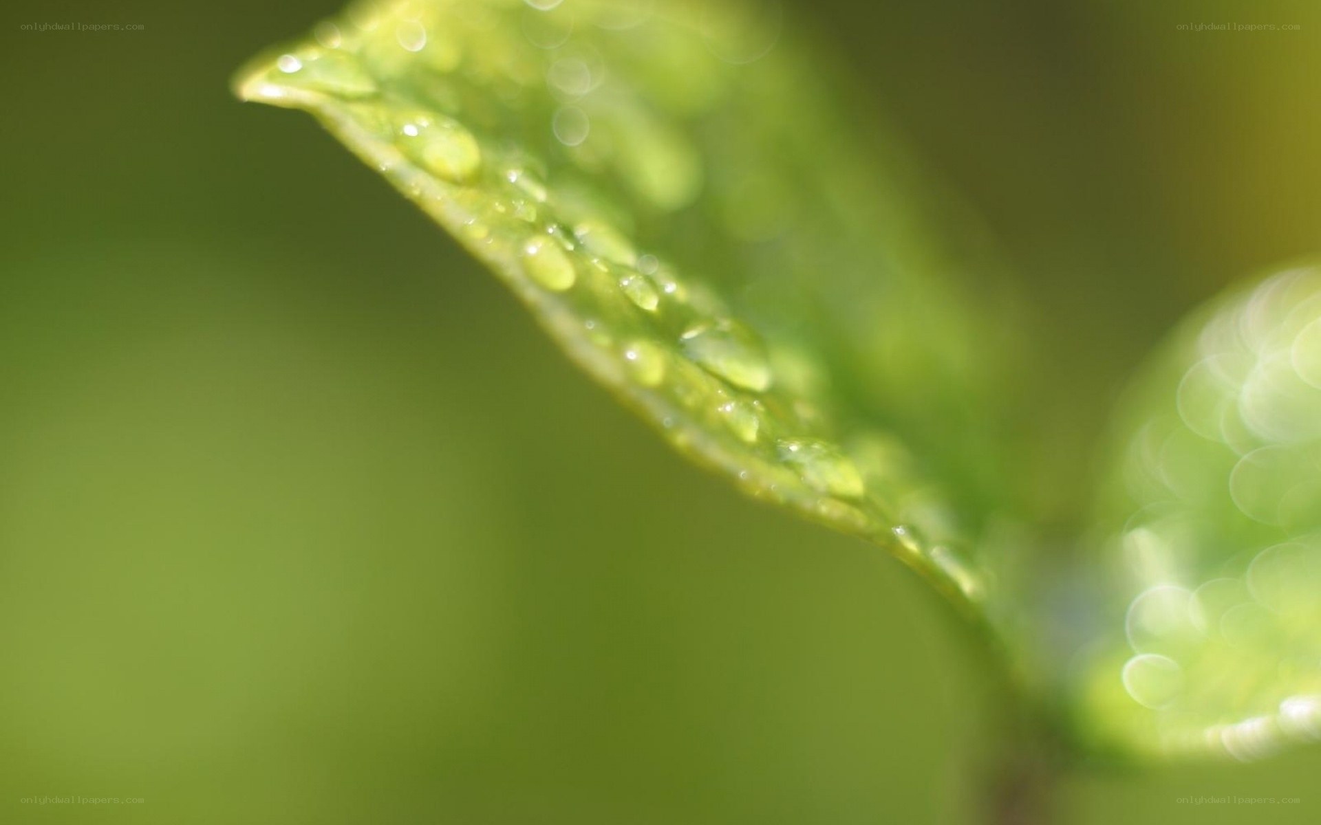 green leaf with water droplets