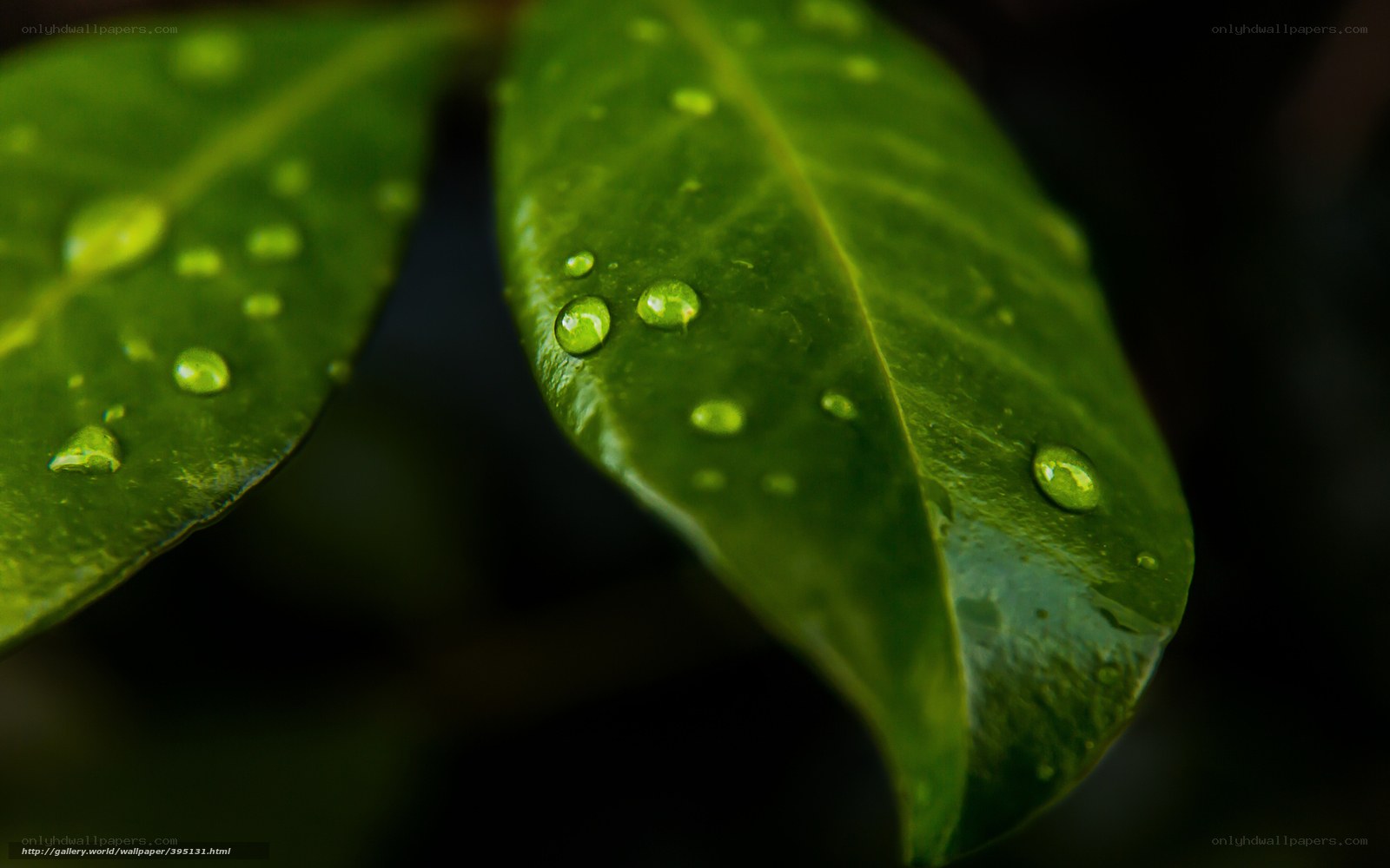 Green leaf with water droplets