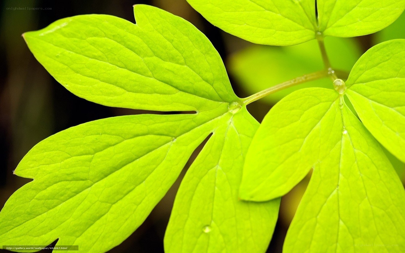 green leaf with water droplets