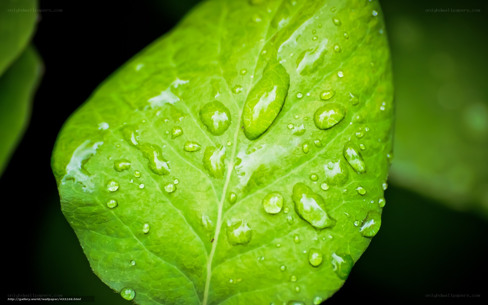 Green leaf with water droplets